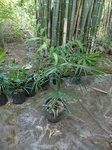 Hemithrinax ekmaniana * ex Thrinax  ekmaniana