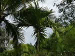 Areca catechu dwarf : Hybride * Varit dwarf du Cambodge X * dwarf Thalande