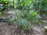 Areca sp. Ubon