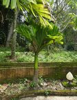 Areca catechu dwarf 'Esan'