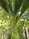 Dypsis sp. dwarf Vietnam 