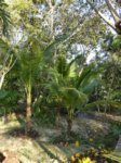 Cocos nucifera dwarf Thailand