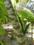 Caryota zebrina 