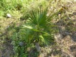 Coccothrinax argentata