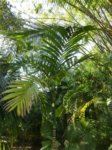 Areca hutchinsoniana 