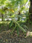 Rhapis excelsa cv. variegata 