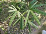 Rhapis excelsa cv. variegata 