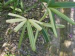 Rhapis excelsa cv. variegata 