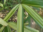 Rhapis excelsa cv. variegata 