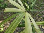 Rhapis excelsa cv. variegata 