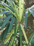 Rhapis excelsa cv. variegata 