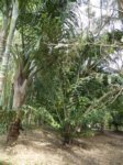Arenga undulatifolia