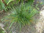 Dypsis sp. dwarf Vietnam 